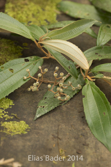 Miconia xalapensis image