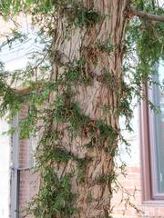 Thuja occidentalis