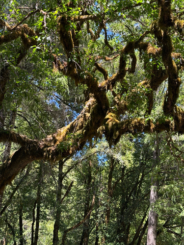 iNaturalist observation photo of Oregon oak
