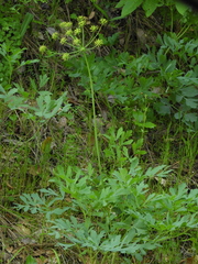 Lomatium californicum
