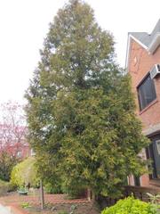 Thuja occidentalis
