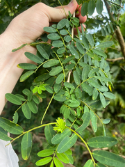 Ormocarpum cochinchinense, photograph author not stated, no rights reserved