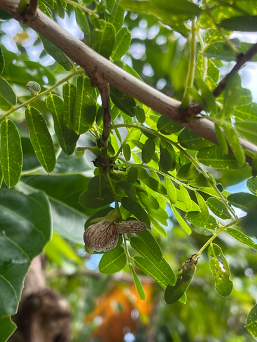Ormocarpum cochinchinense, photograph 4