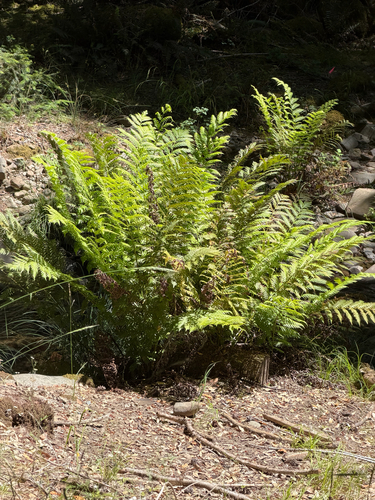 iNaturalist observation photo of giant chain fern