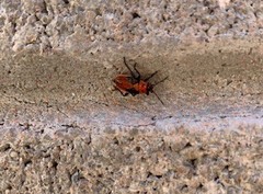 Lygaeus kalmii
