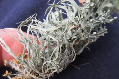 Ramalina stenospora
