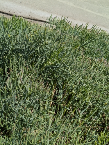 rock samphire