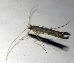 Acrocercops