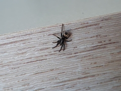 Latonigena auricomis