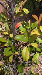 Photinia × fraseri