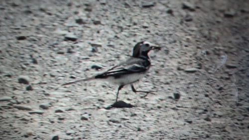 White Wagtail