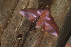 Othorene purpurascens