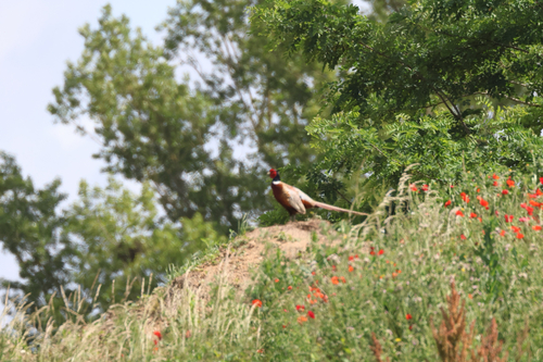 Ring-necked Pheasant