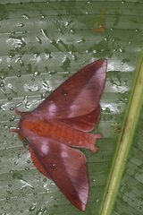 Othorene purpurascens