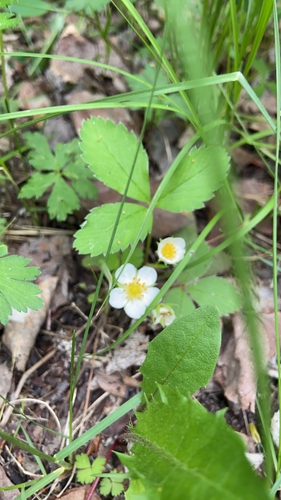 Virginia strawberry