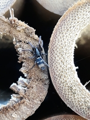 Latonigena auricomis