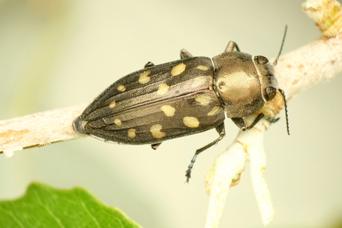 Trachypteris picta decostigma