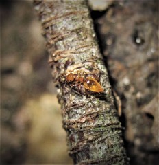 Crematogaster minutissima