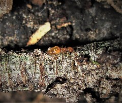 Crematogaster minutissima