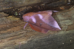 Othorene purpurascens