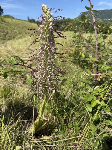 Lizard Orchid
