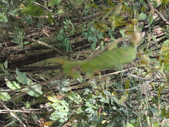 Bactris major