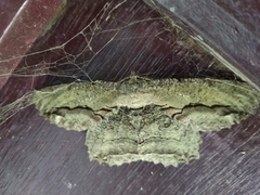 Hypomecis transcissa