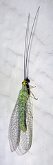 Ceraeochrysa
