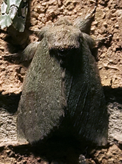 Misogada unicolor
