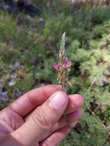 Sainfoin