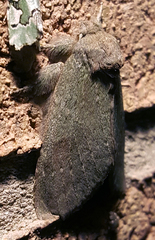 Misogada unicolor