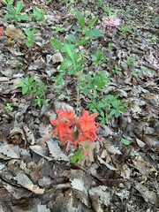 Rhododendron prinophyllum
