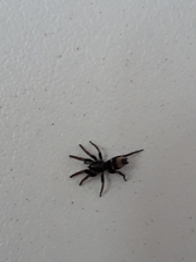 Latonigena auricomis
