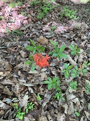 Rhododendron prinophyllum