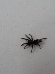 Latonigena auricomis