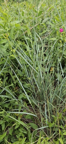 Elymus smithii, photograph 6