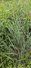 Elymus smithii, photograph (c) Robert Hoard, some rights reserved (CC BY)
