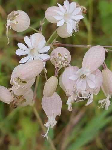 bladder campion