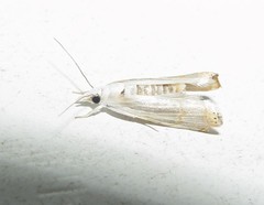 Parapediasia decorellus