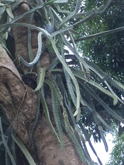 Selenicereus triangularis