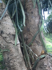 Selenicereus triangularis