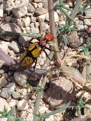 Tegrodera aloga