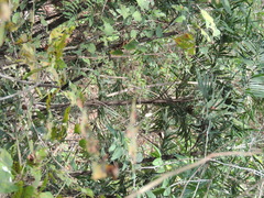 Bactris major