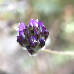 Astragalus didymocarpus
