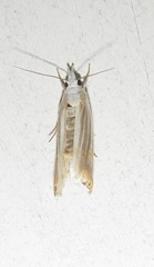 Parapediasia decorellus