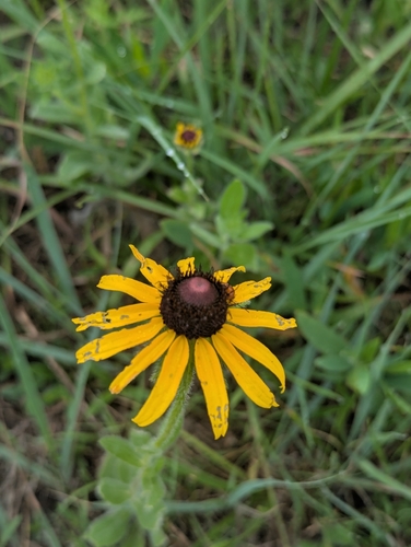 black-eyed Susan