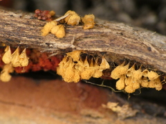 Hemitrichia clavata