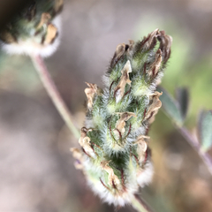 Astragalus didymocarpus