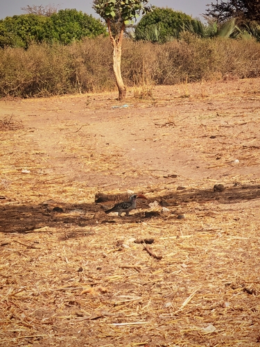 Western Red-billed Hornbill