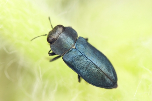 Anthaxia cyanescens